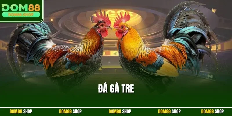 Đá gà tre